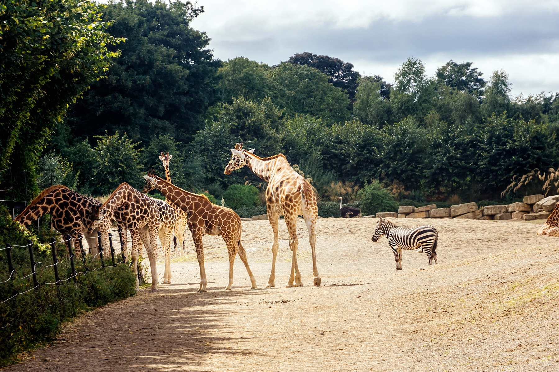 De Dublin Zoo in Dublin bezoeken